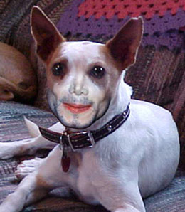 jacksondog.jpg (25,955 bytes)
